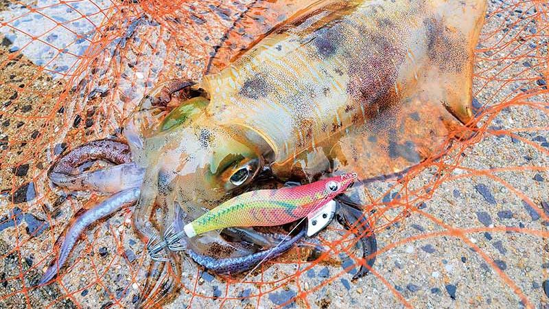 秋エギング攻略】なぜ、アオリイカが釣れないのか？釣果アップのために